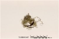 藏品(綠絲槽枝)的圖片